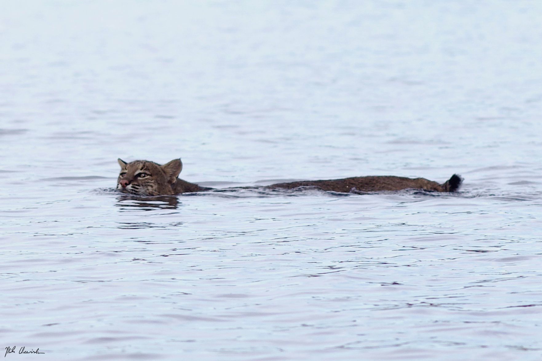 bobcat2.jpg